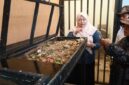 Foto 1. Warga RW 10 Kelurahan Bubulak mengamati area pengolahan sampah organik saat mengikuti kegiatan Dospulkam IPB University di School of Waste Management (SWAM), Bogor Barat, Sabtu (19/9/2026).