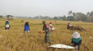 Babinsa Desa Padang Dampingi Panen Padi, Dukung Ketahanan Pangan di Bulukumba