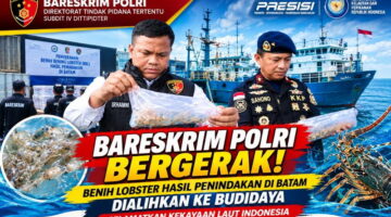Dorong Budidaya Legal, Dittipidter Bareskrim Polri dan KKP Selamatkan Benih Lobster